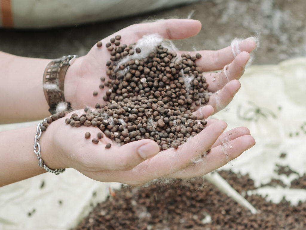 Jual Biji Klenteng Mentah